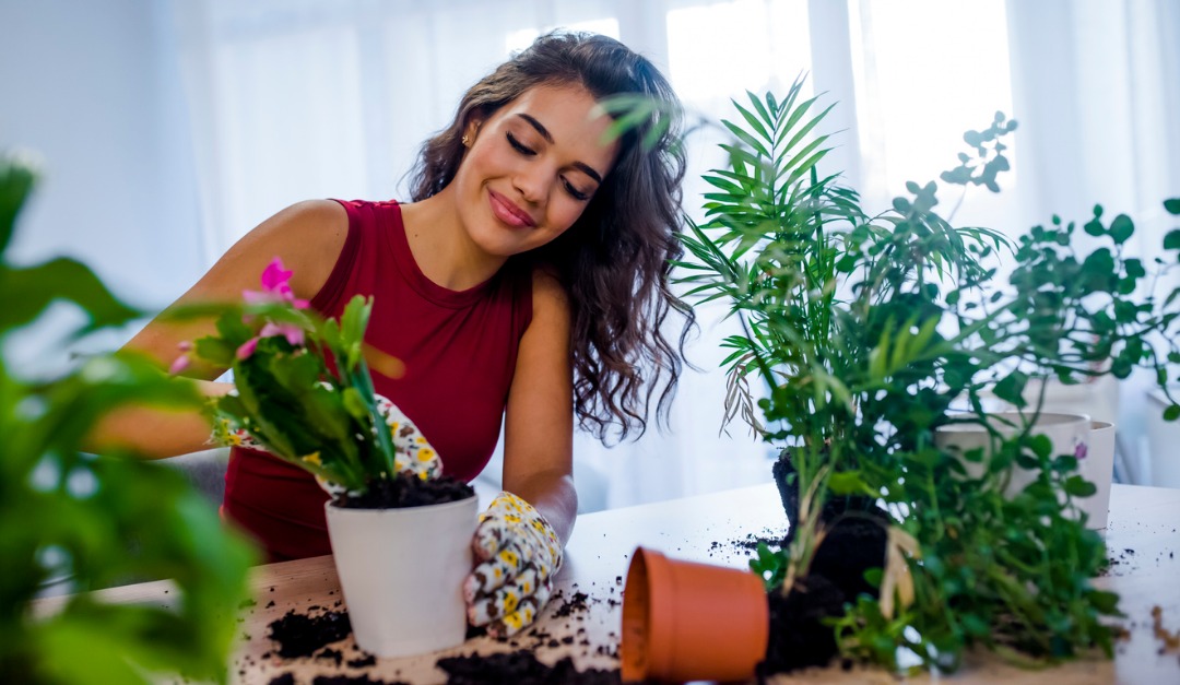 5 Tips for Keeping Healthy Houseplants