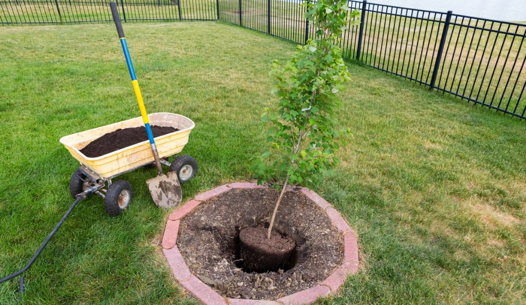 Which Types of Trees Should You Plant in Your Yard?