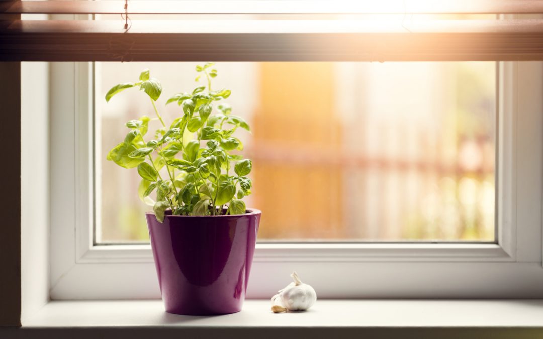 4 Herbs You Should Be Growing in Your Kitchen