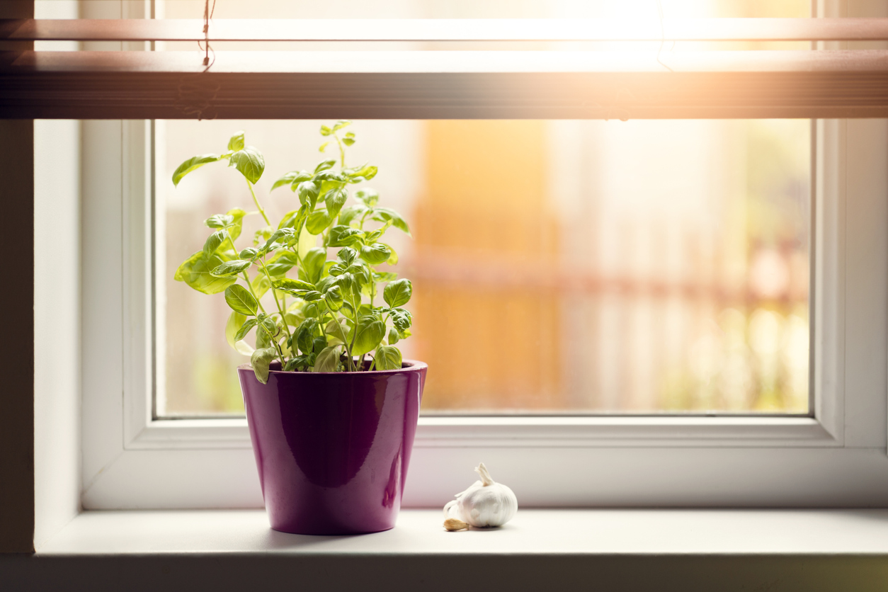 4 Herbs You Should Be Growing in Your Kitchen