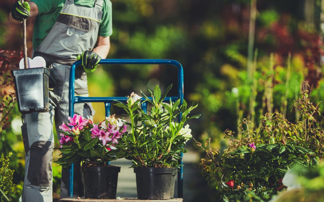 Landscaping Tips for Property Safety
