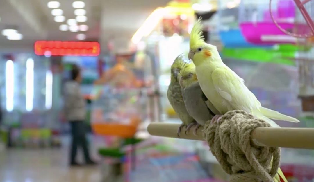 Thinking About Getting a Pet?