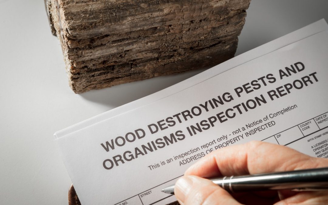 Pests Causing Property Damage? 4 Warning Signs to Look For
