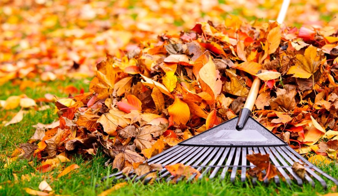 Tips for Leaf Raking