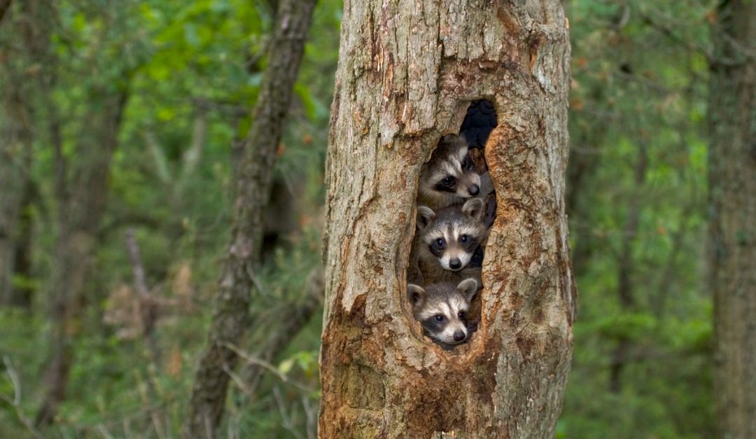 How to Safeguard Your Home From Pesky Raccoons