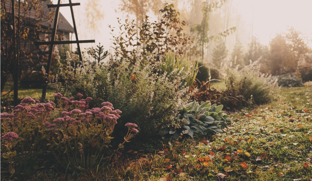 5 Great Additions for Your Fall Garden