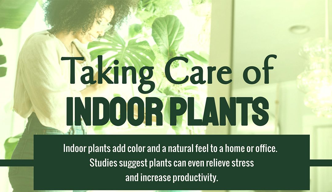 Taking Care of Indoor Plants