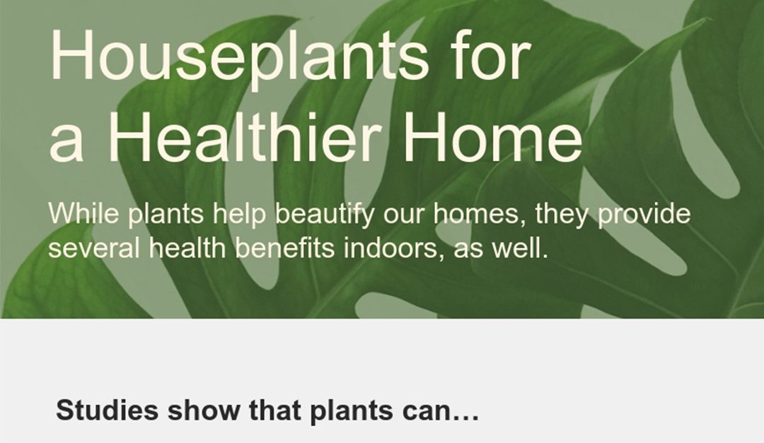 Houseplants for a Healthier Home