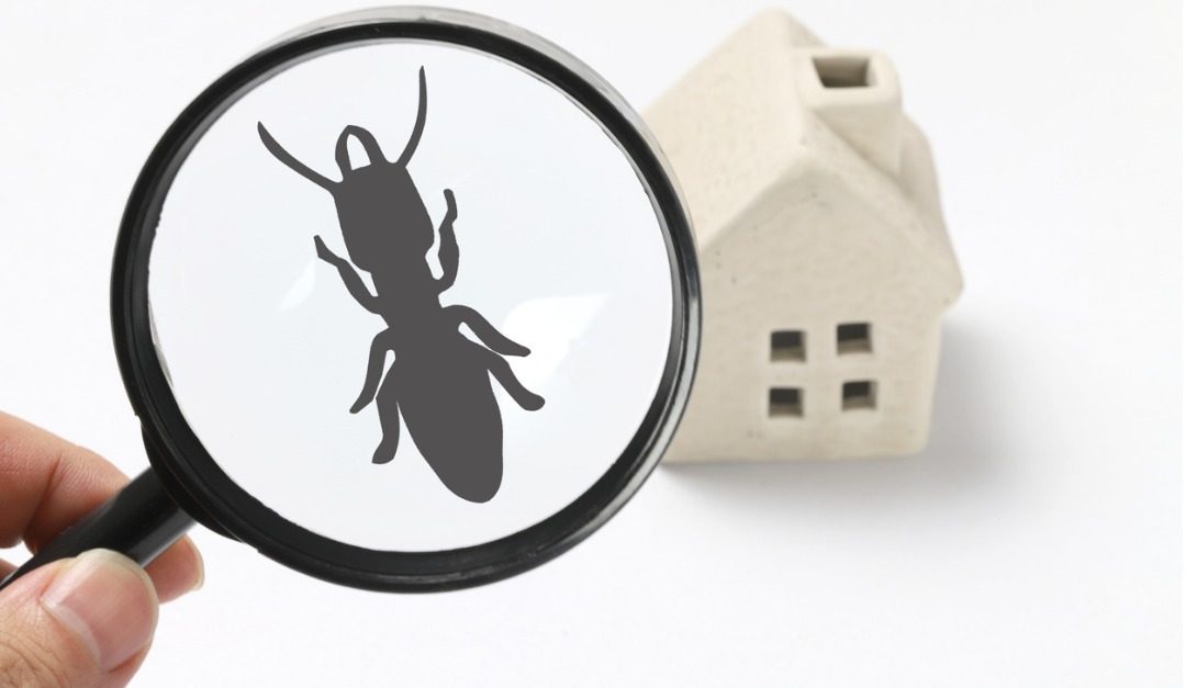 4 Signs That Pests Are Damaging Your Home