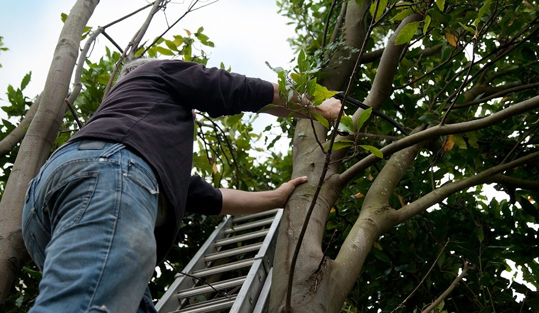 How to Handle Tree-Related Disputes With Your Neighbor