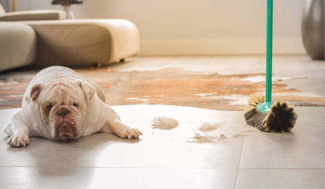 5 Fur-Free Open House Tips