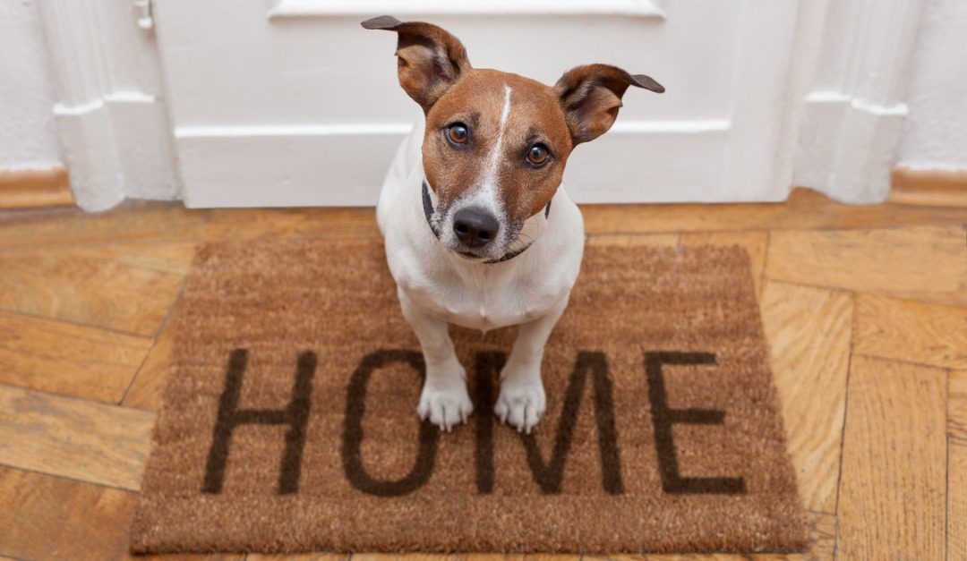 How to Sell a Home Where Pets Live