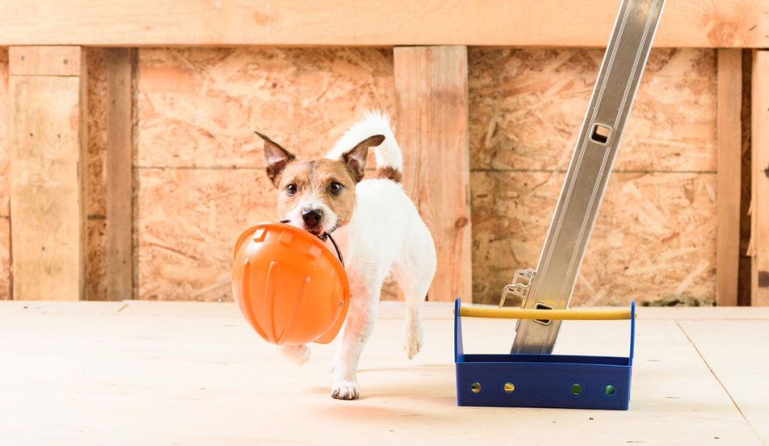 Keeping Your Pets Safe During a Remodel