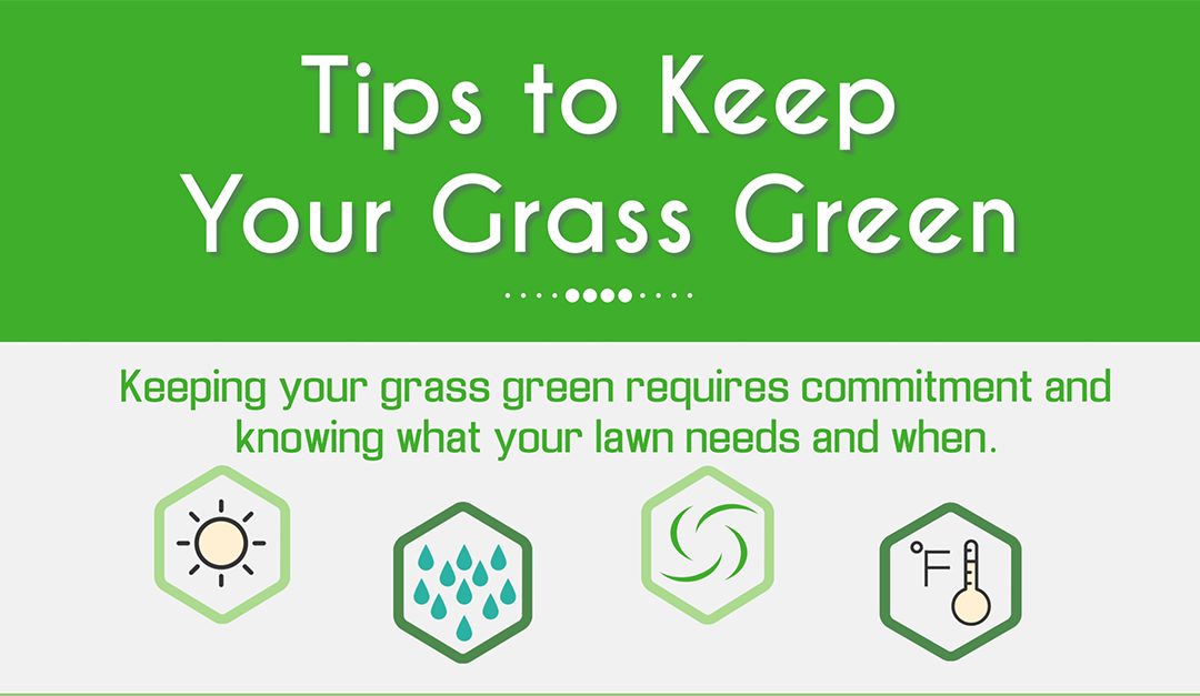 Tips to Keep Your Grass Green