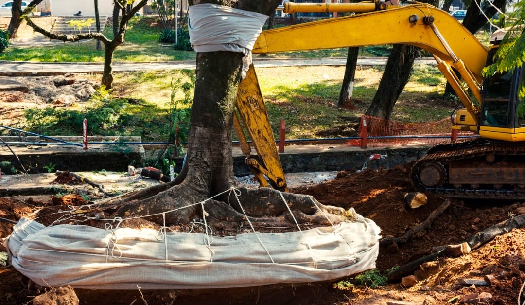 How to Safely Remove Trees From Your Property