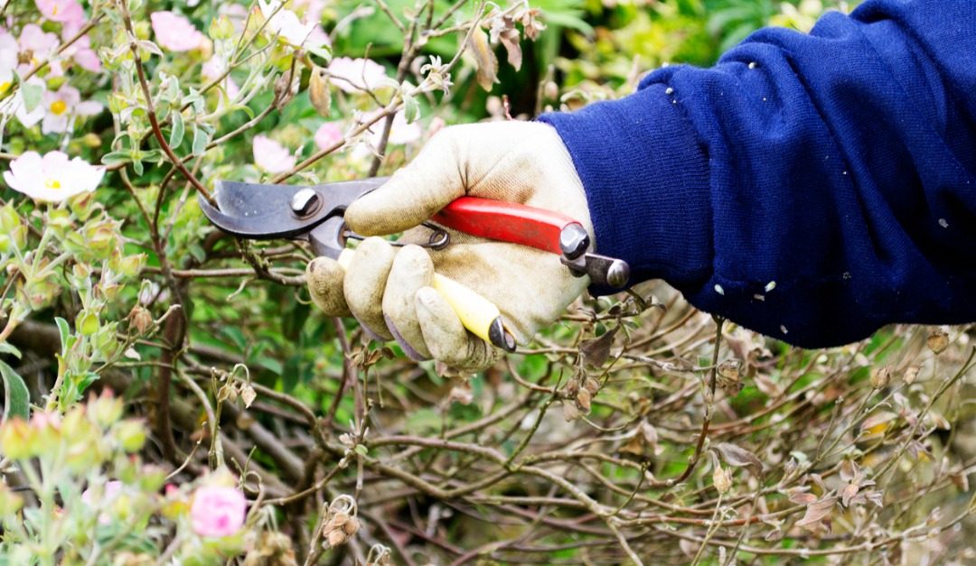 Winter Garden Tasks to Put on Your To-Do List