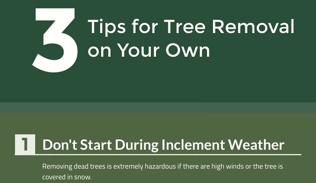 3 Tips for Tree Removal on Your Own