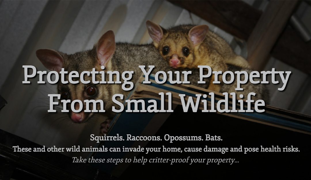 Protecting Your Property From Small Wildlife