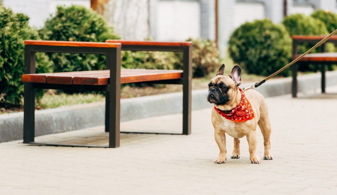 4 Adorable Dog Breeds That Are Suited for City Living