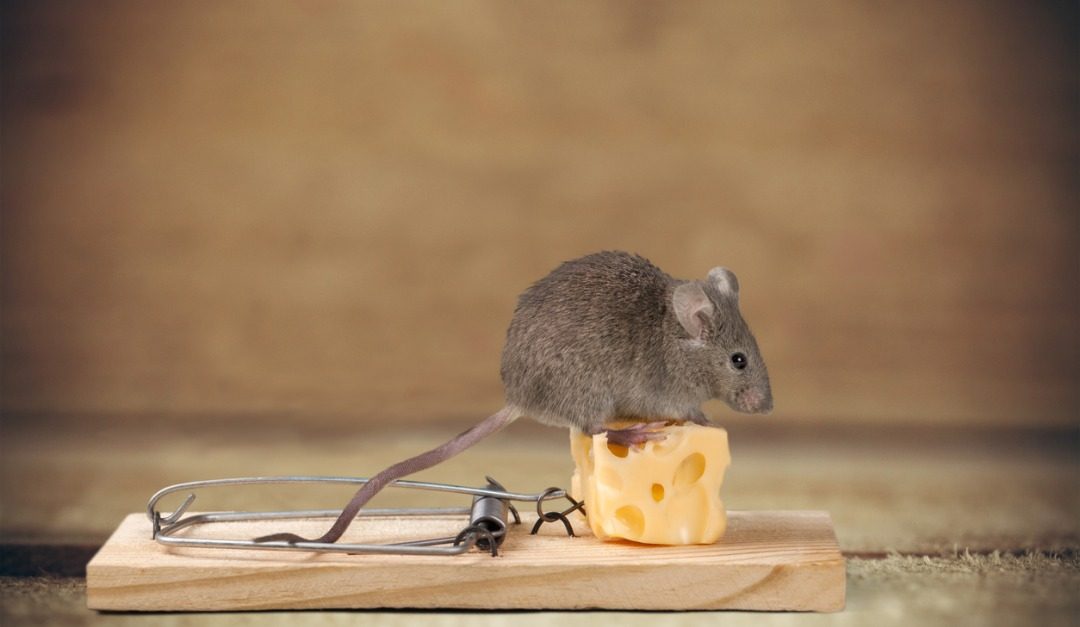 What to Do When You Find a Mouse in Your Apartment