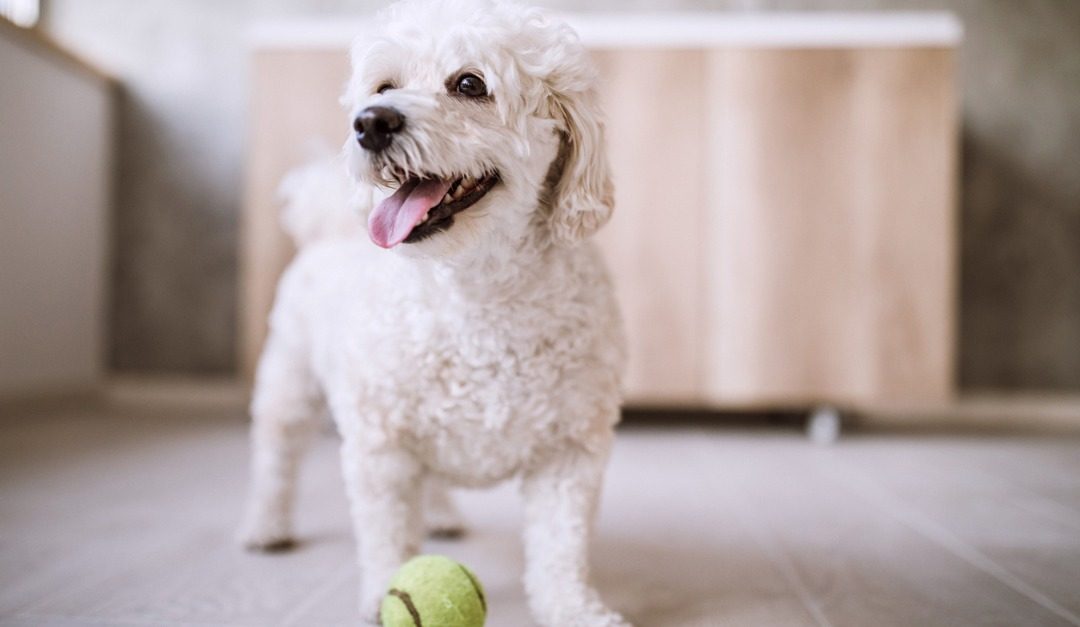 Pets and Rentals: How to Broach the Subject With Your Landlord