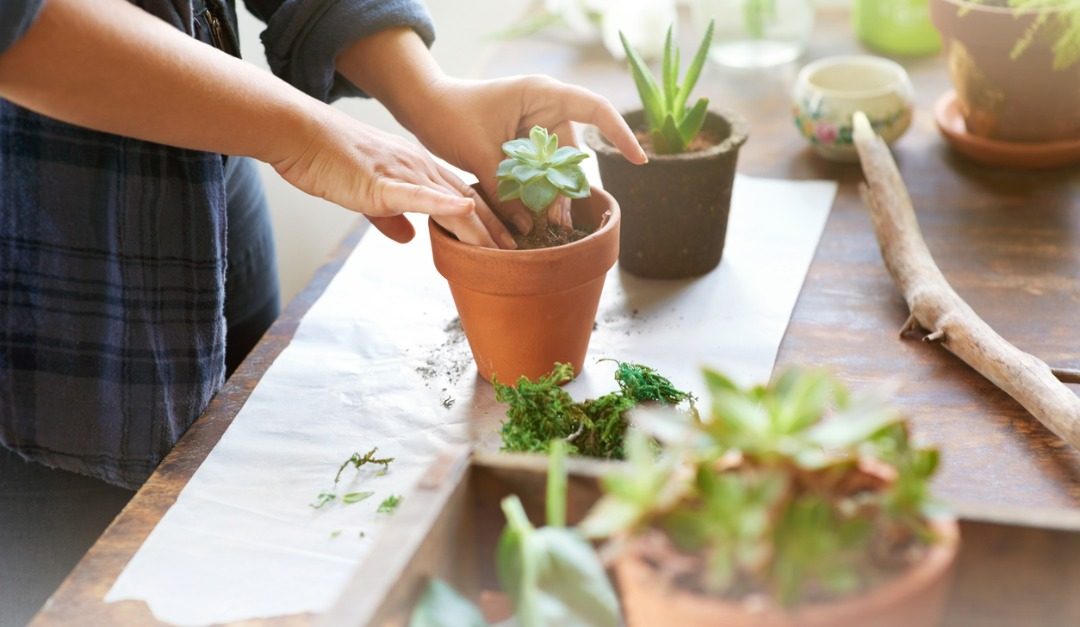 Creating an Urban Garden for Your Apartment