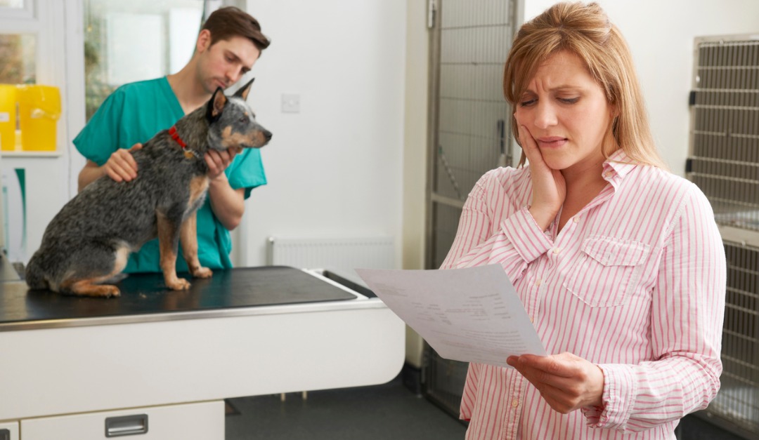 Should You Invest in Pet Insurance?