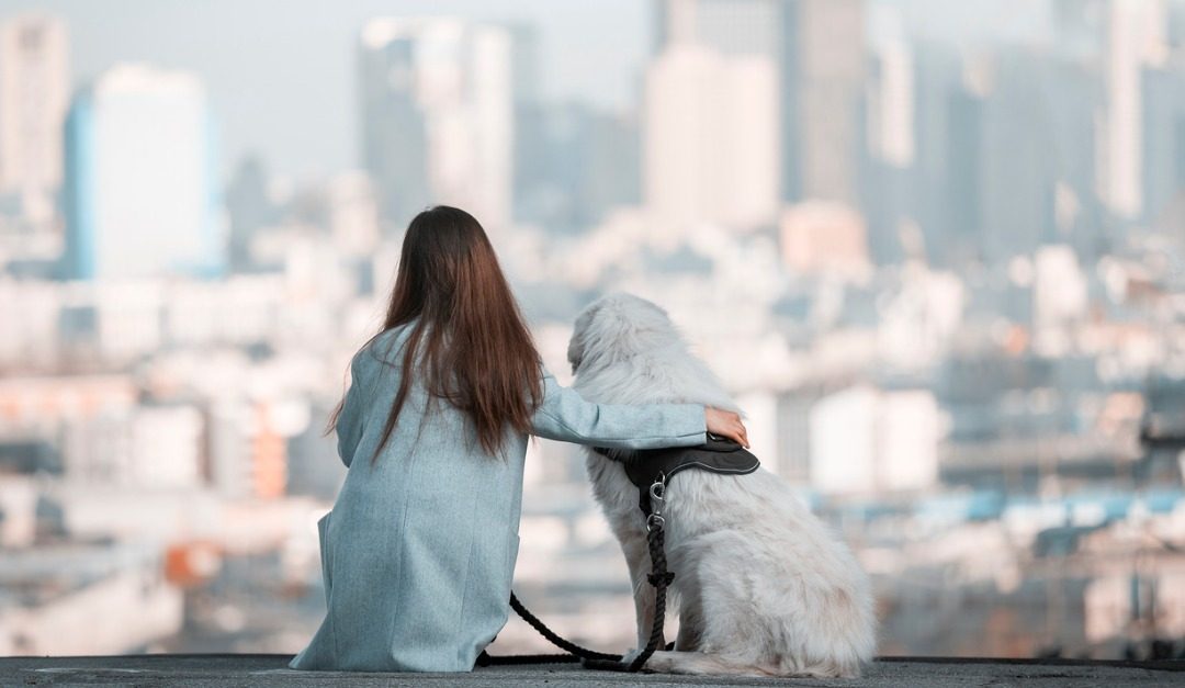 4 Dog Breeds That Love Urban Living