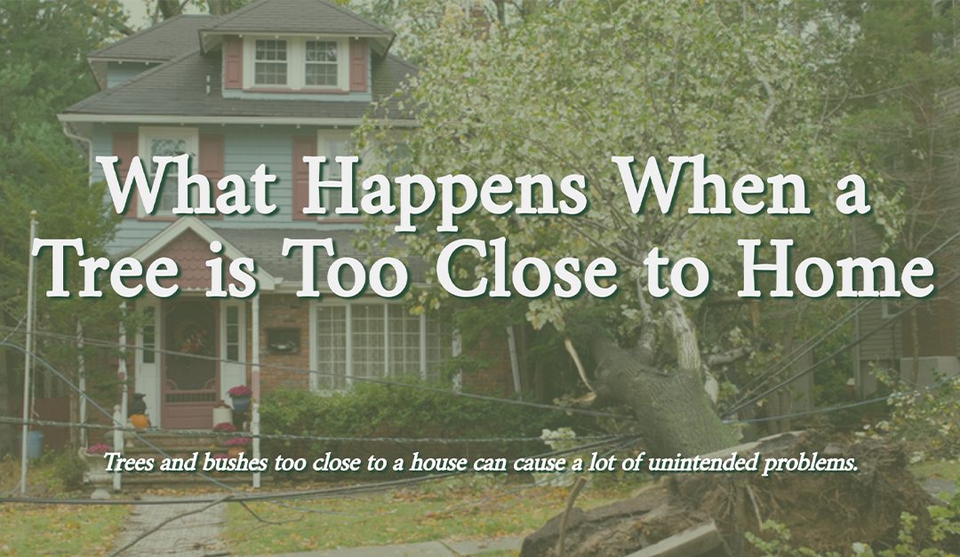 What Happens When a Tree is Too Close to Home