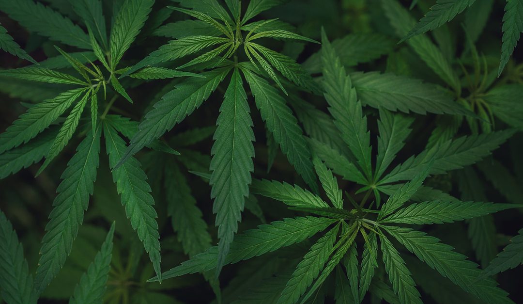 NAR Releases Marijuana Report: Impact on Residential Real Estate