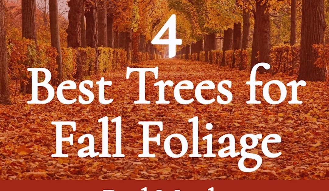 The 4 Best Trees for Fall Foliage
