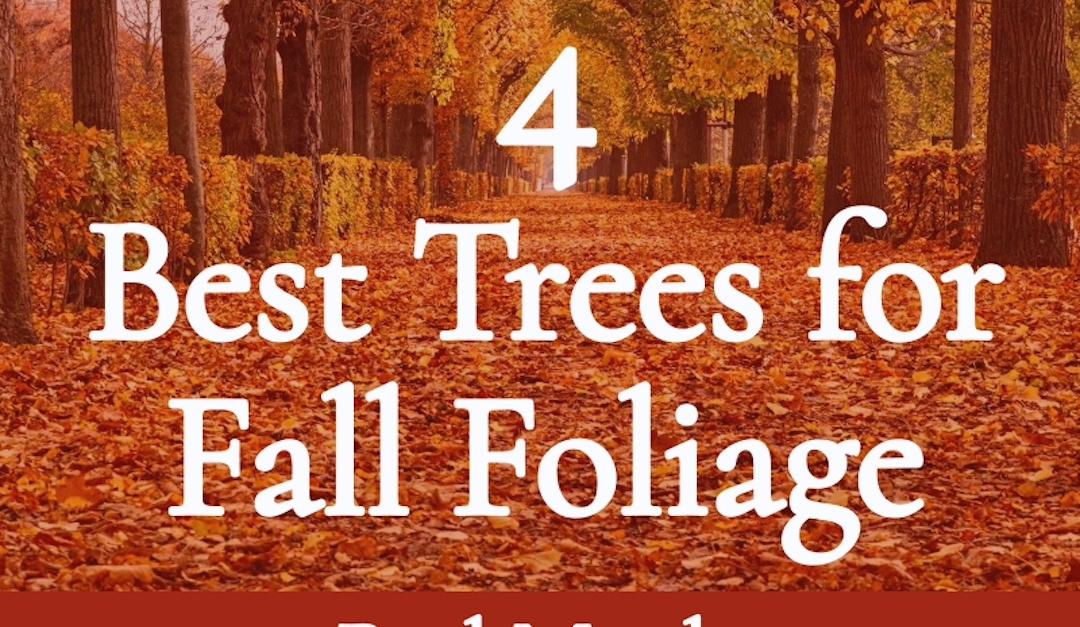 The 4 Best Trees for Fall Foliage