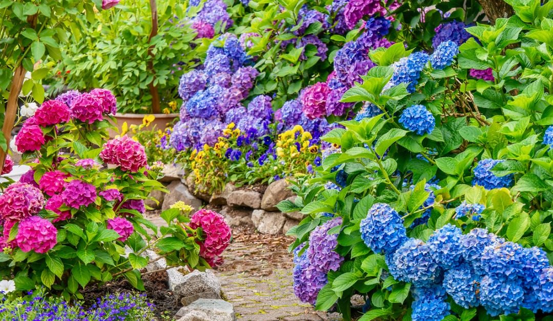 Beautiful Plants for Added Curb Appeal This Spring