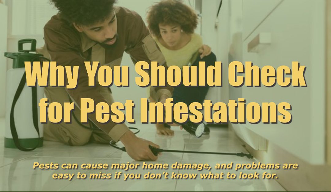 Why You Should Check for Pest Infestations