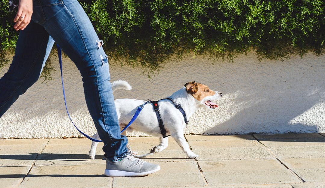 What You Need to Know About Homeowners Insurance for Pets