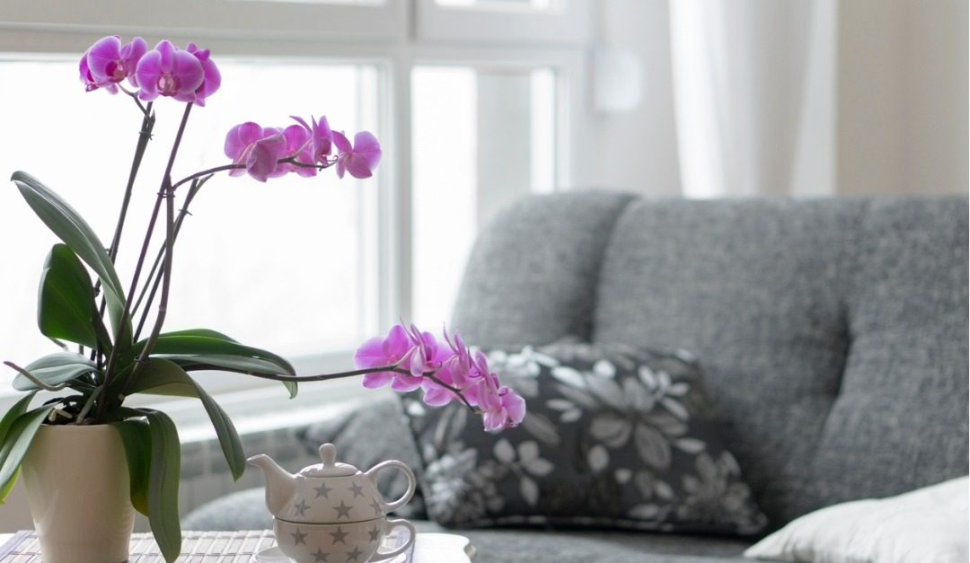 3 Easy Indoor Plants That Elevate Your Space