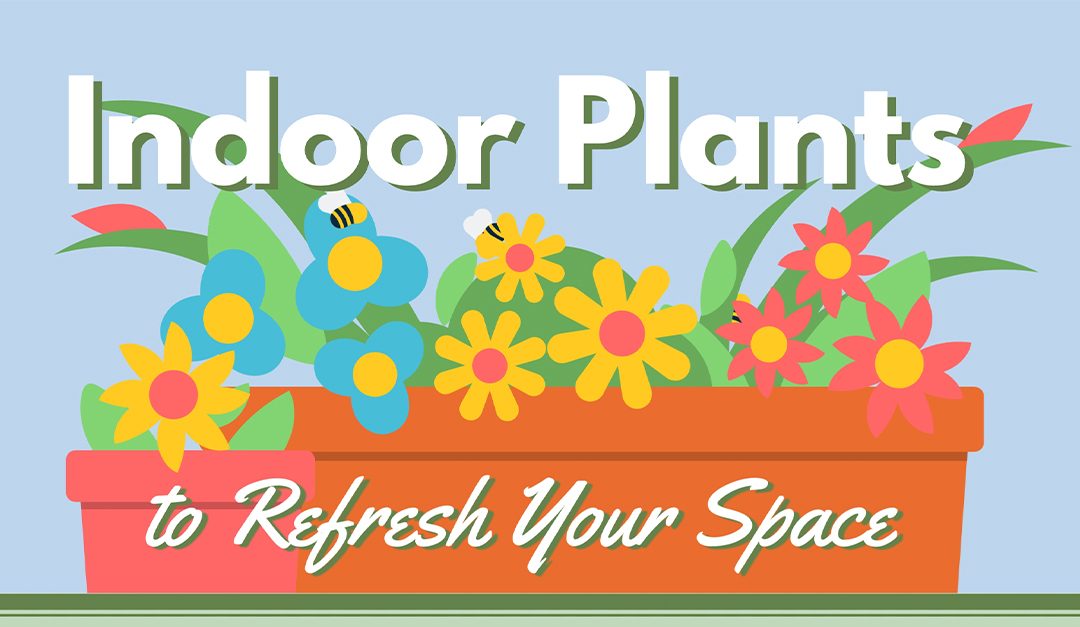 Indoor Plants to Refresh Your Space