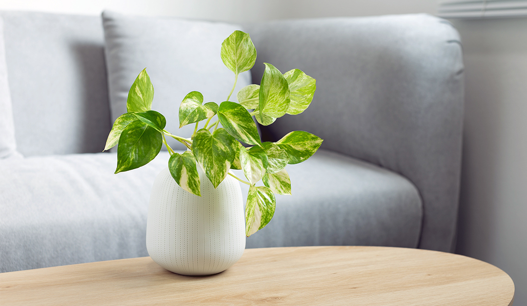 Elevate Your Space With These Simple Indoor Plants