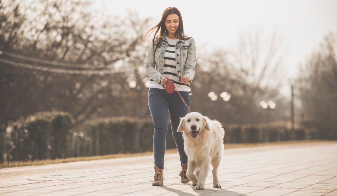 4 Home Features Urban Dog Owners Should Look For