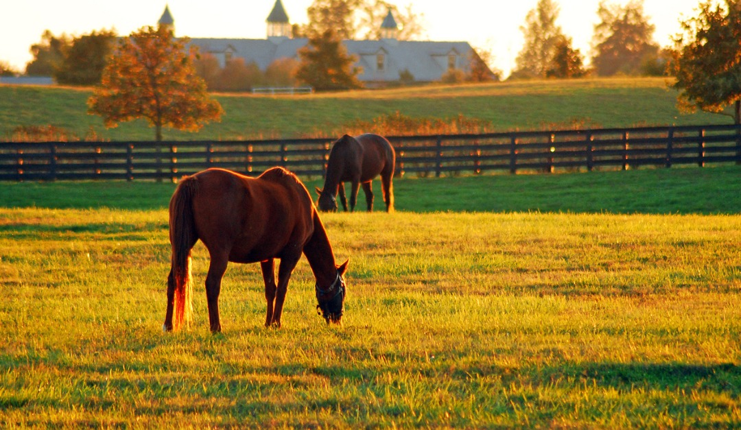4 Features of World-Class Equestrian Estates