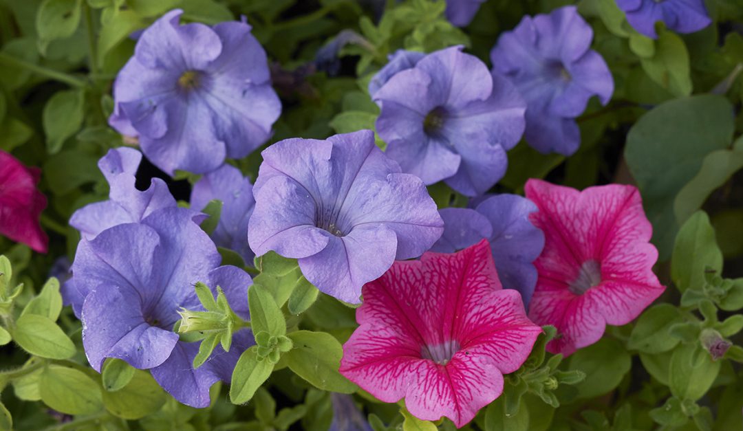 On Gardening: This Little Indigo Petunia Will Steal Your Heart