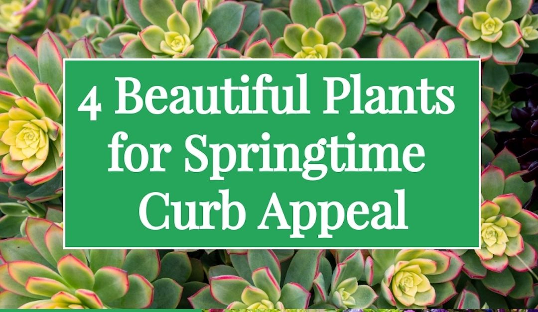 4 Beautiful Plants For Springtime Curb Appeal