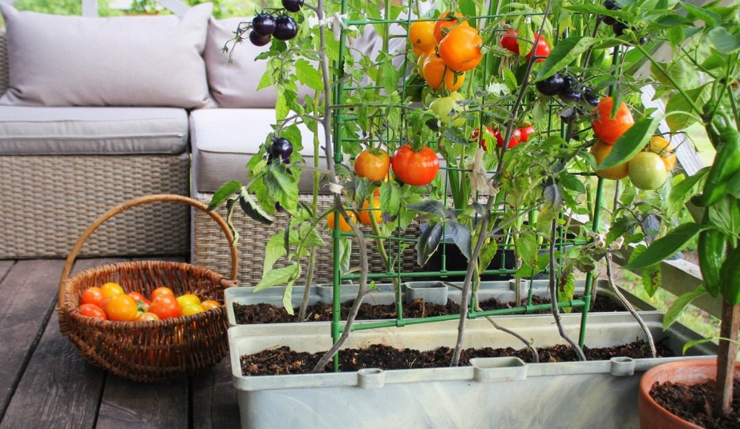 Joining the Trend Toward Victory Gardens