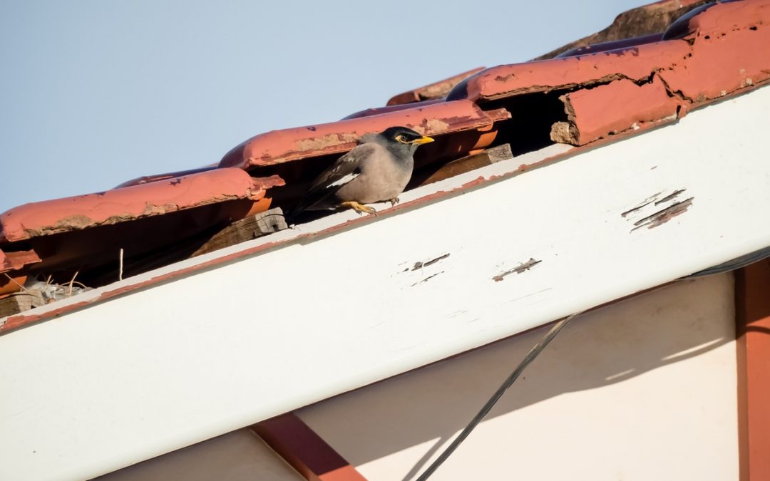 4 Signs That Pests Are Wrecking Your Roofing