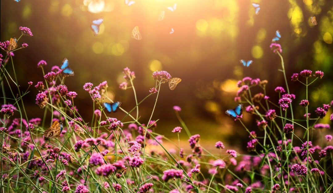 How to Design Your Own Butterfly Garden