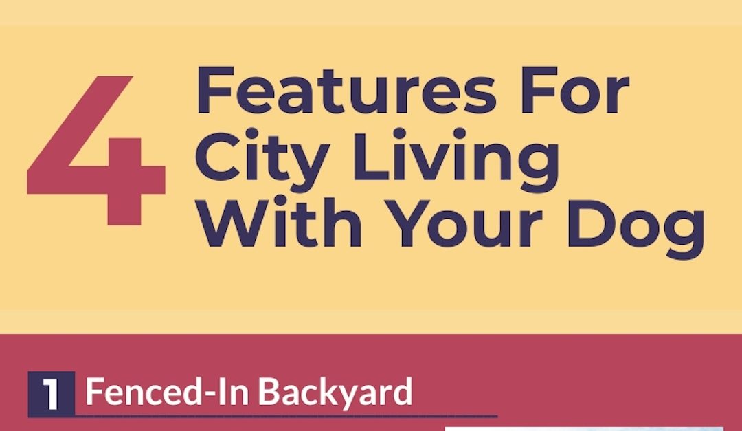 4 Features For City Living With Your Dog