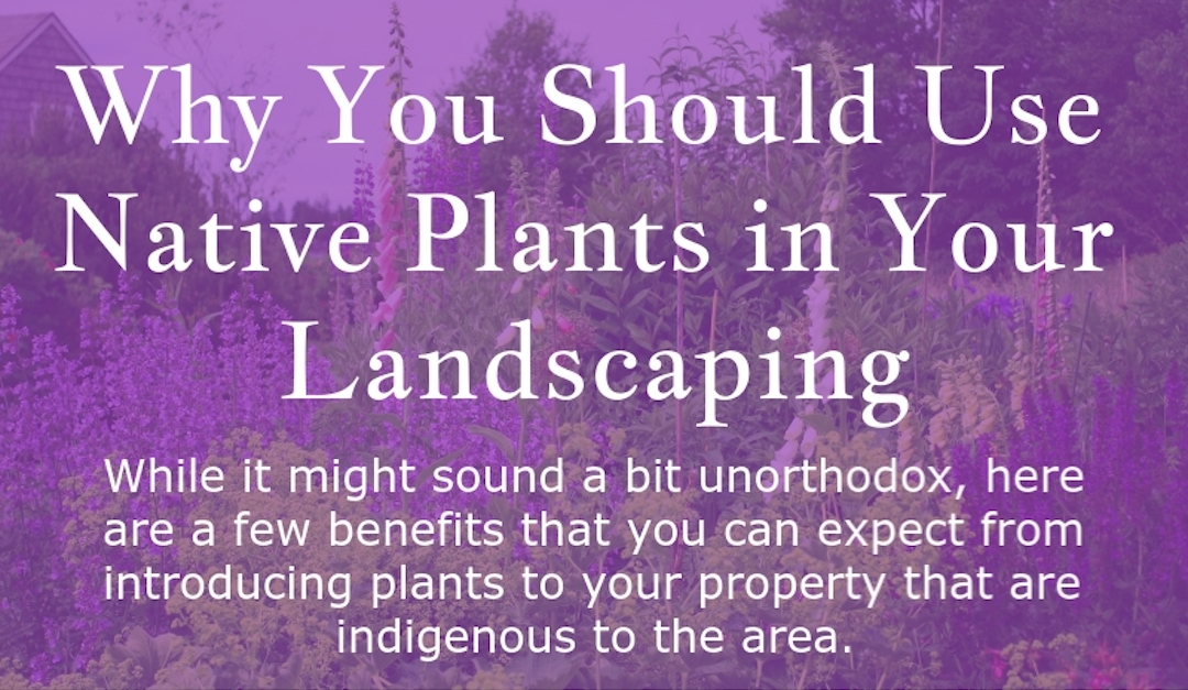 Why You Should Use Native Plants in Your Landscaping