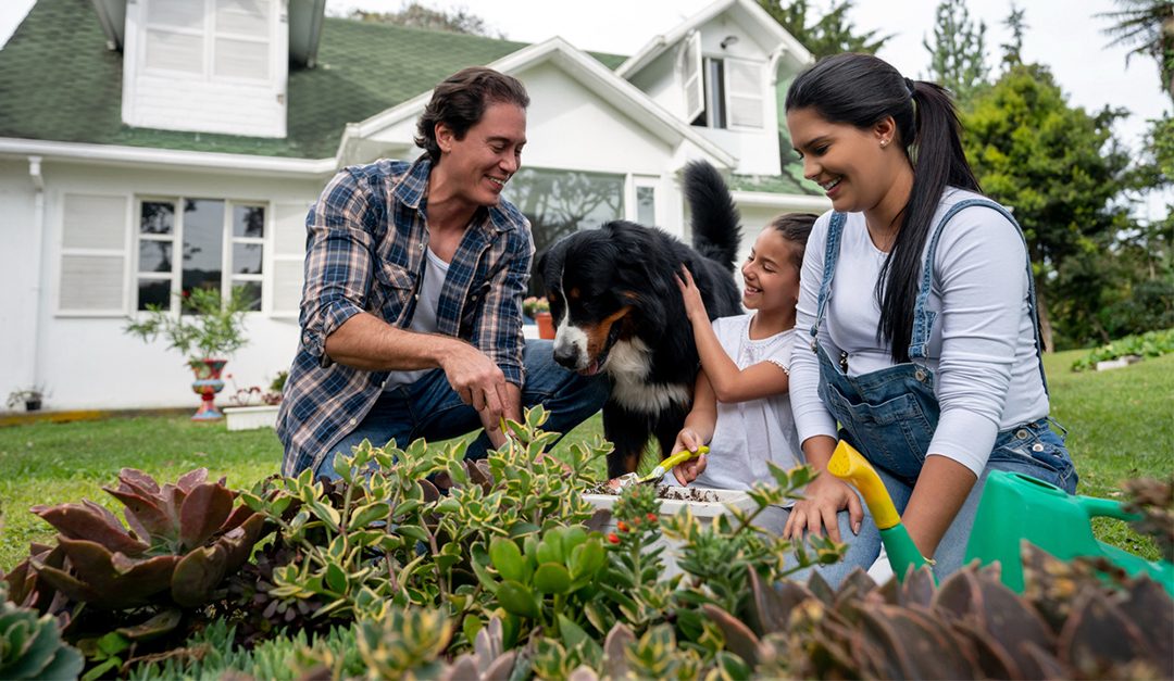 5 Tips for Pet-Safe Landscaping