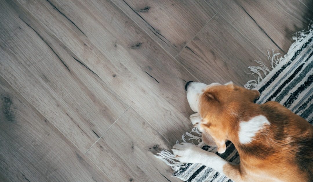 4 High-End Floor Options for Dog Owners