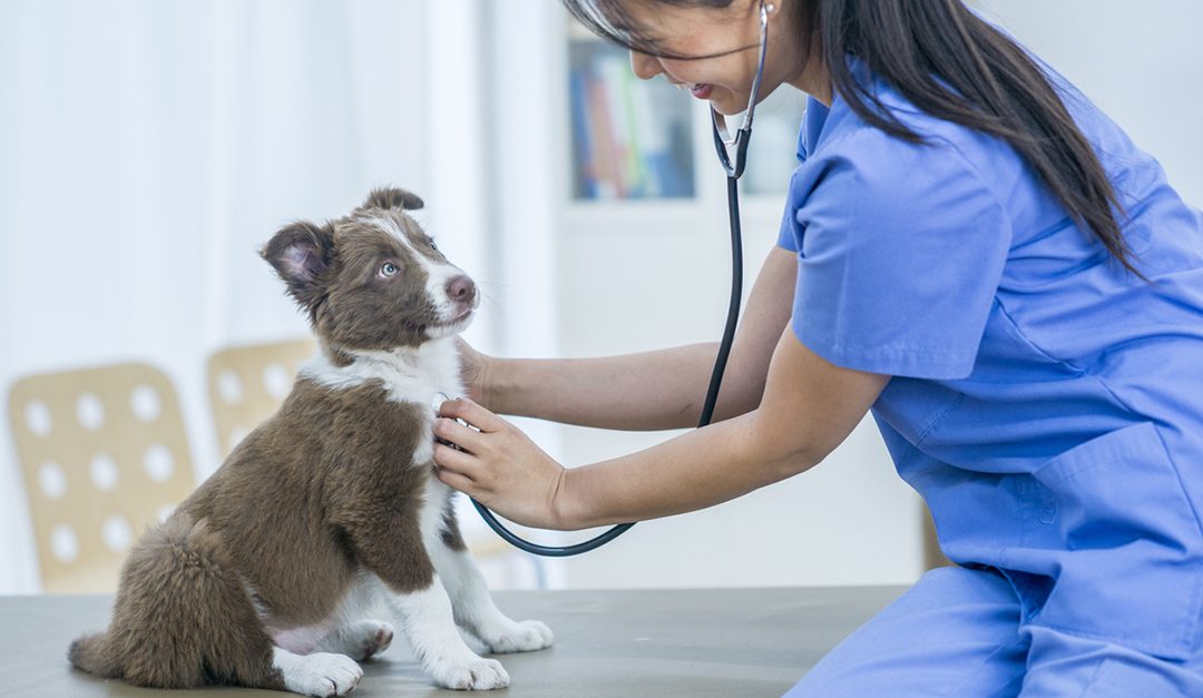 Request an ASPCA® Pet Health Insurance Quote and Get Rewarded!